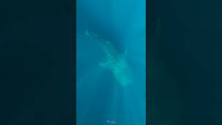 The magical beauty of whale sharks! Watch our new film on YouTube! #wildlife #ocean #whaleshark
