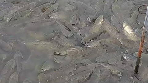 Nuôi cá trắm cá chép kết hợp cá rô phi đơn tính