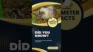 Furry Whiskers And Twitching Noses The Irresistible Charm Of Hamsters