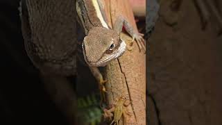 Australian Lizard Long Nose Tata dragon he's having a cricket breakfast! Thanks, Subscribe for more!