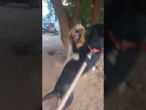 rottweiler attack golden retriever while walk # viral #shorts #shortsvideo