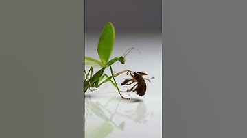 battle between praying mantis and  scorpion