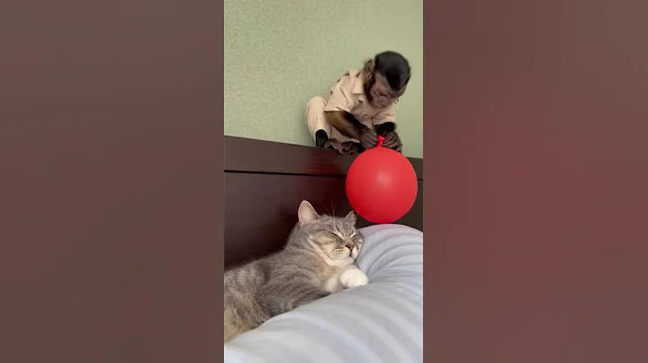 Video 11774961: cat sleeping