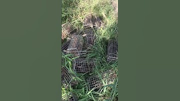 Bẩy chuột cống nhum lọt vào động chuột 🐭#sanbatbatri#