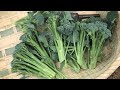 สวนผักแม่บ้านไทยในญี่ปุ่น | broccoli |vegetable Harvesting #May11.2019