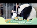 Why Do Panda Keepers Swap Panda Cubs? | iPanda