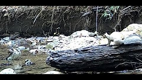 Discretion is the Better Part of Valor: Squirrel checks out Hawk