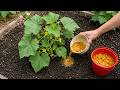 Don't Throw Them Away! They'll Help You Double Your Cucumber And Tomato Yields!