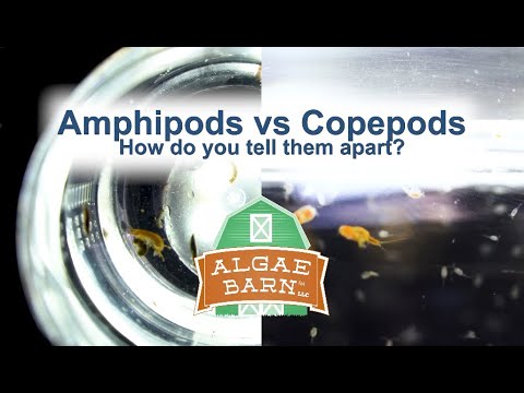 Amphipods vs Copepods