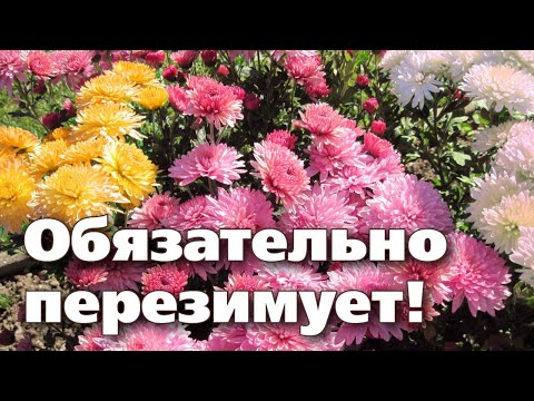 Видео: Сферични хризантеми