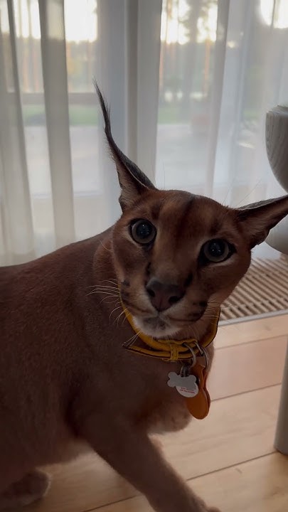 Pumba wishes you a Happy Floppa Friday!🥳 - YouTube