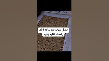 #تلاوة_خاشعة #تلاوة_هادئة #إسلام_صبحي #اسلام_صبحي #خواتيم_سورة_المؤمنون #سورة_المؤمنون #قرآن_كريم