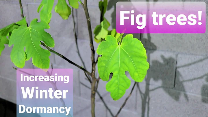 How to Increase Dormancy and Chill hours in Fig trees - Desert climates - Zone 9b