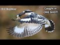 A Pied Kingfisher’s Epic Dive | Stunning Slow Motion Bird Hunting | Flight & Focus 🐟🦅