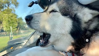 The Whole Neighborhood Hears Malamute Dog’s Screams When Realizes He’s at the Dog Park