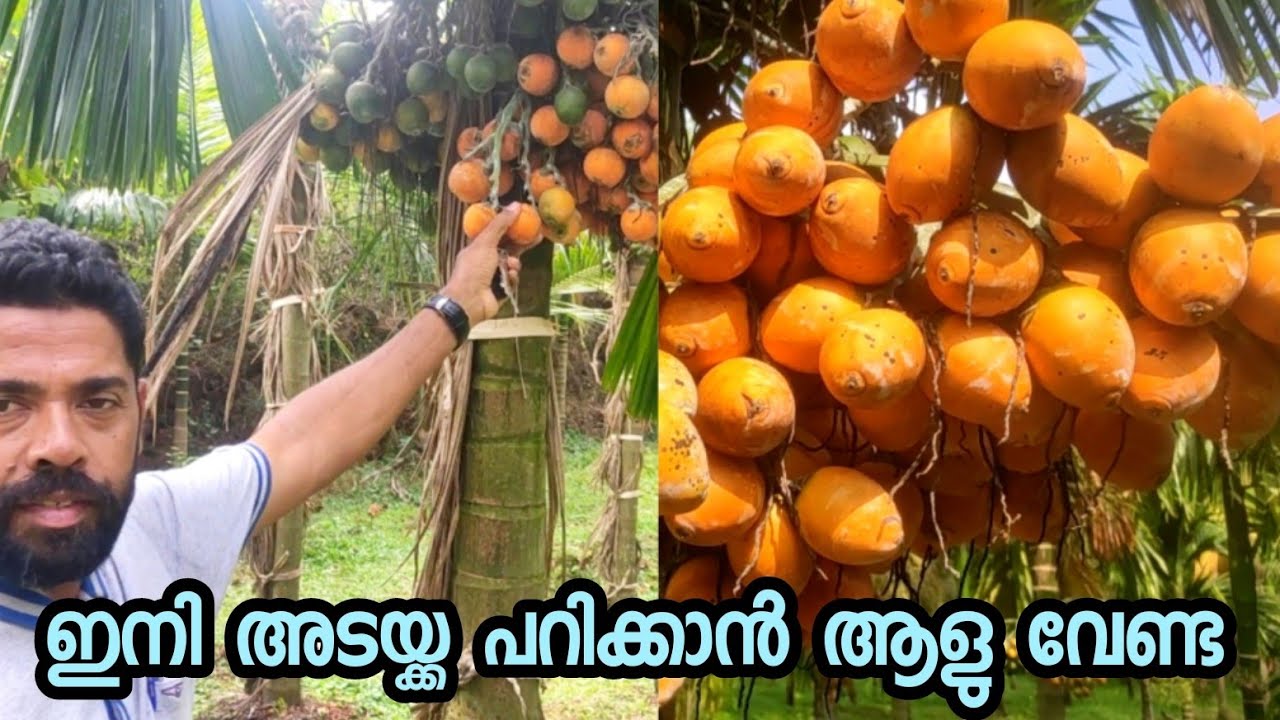 ഇതുപോലെ ആദായം തരുന്ന വേറൊരു കവുങ്ങ് ഇല്ല inter c-mangala കുള്ളൻ കവുങ്ങ് തോട്ടം