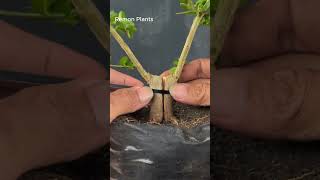 trying to reattach the split stem.. #bonsai #hobi #art