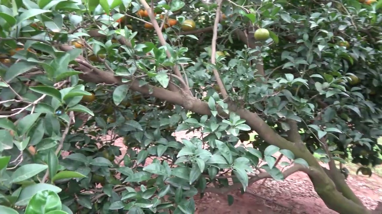 11) Afourer mandarin growing under nets – autumn watershoot pruning