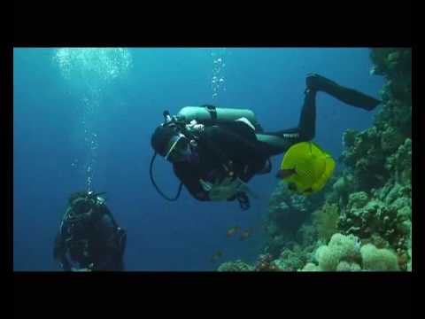 Red Sea Thomas Reef