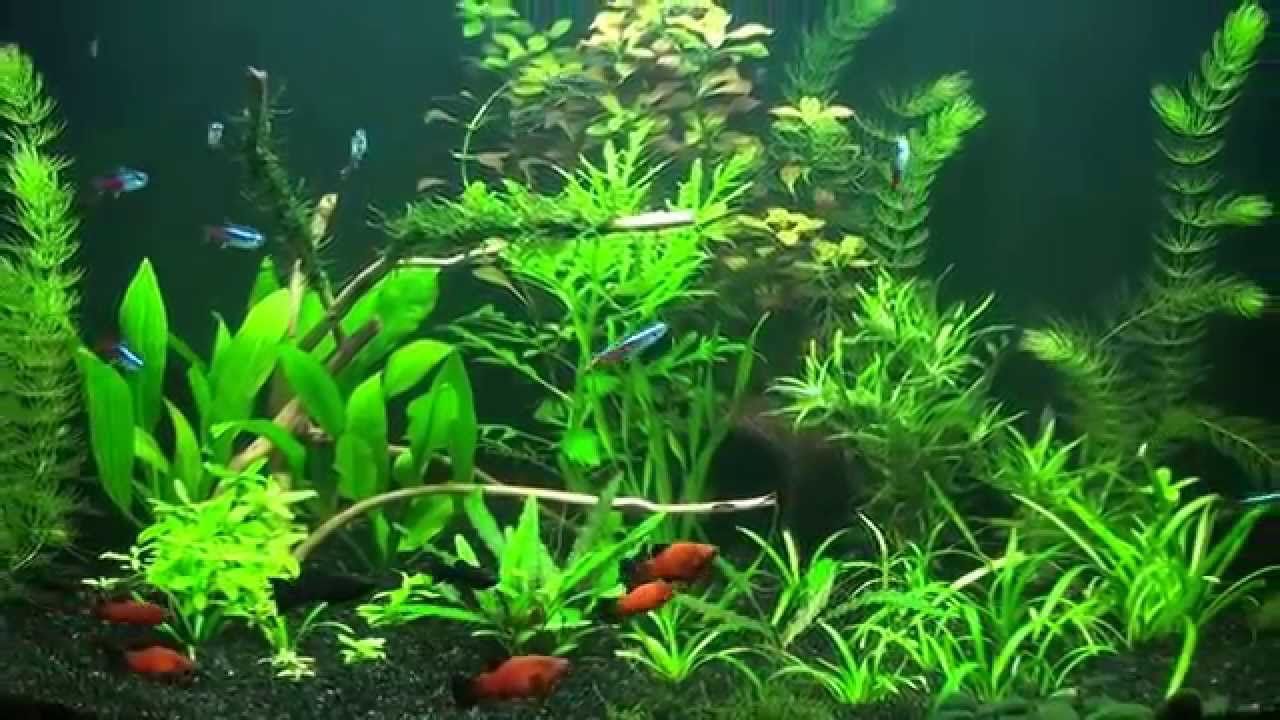 100л. Угловой аквариум ( corner tank )