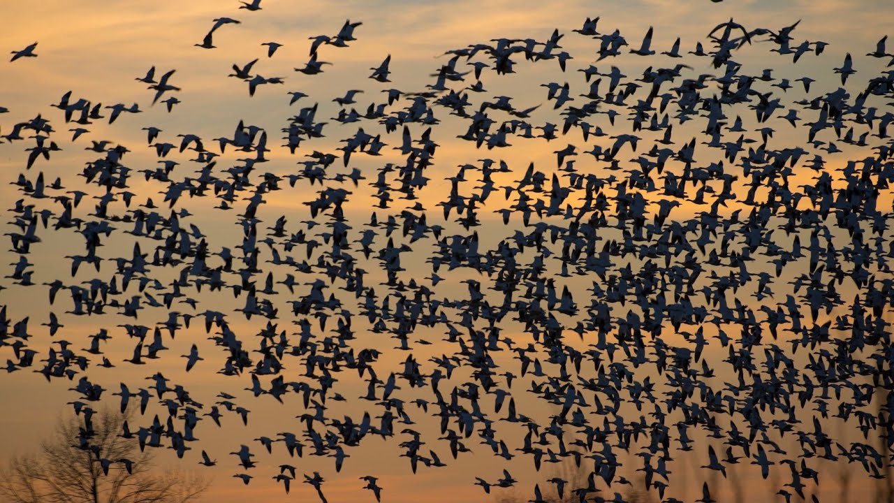 Trump Admin Ignored Internal Concerns When Clipping Bird Protections, Documents Show