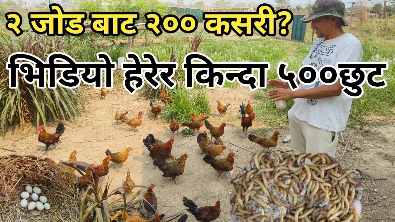 हेर्दै रहरलाग्दो बन कुखुरा पालन, हेर्दा लोकल जस्तो तर गुँड सबै बनको दुईटा बाट २०० भन्दा धेरै