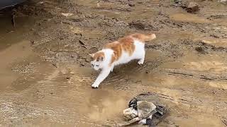 Why do cats also suffer from mysophobia? by Bingopaw 1,501 views 1 month ago 1 minute, 29 seconds