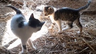 Need a Smile ? Watch Playful Kittens Now