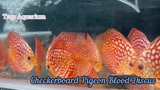 DISCUS [Trop Aquarium] (Singapore) last upd. 03.05.24