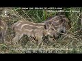 Wild piglets lifestyle | wildlife | tiger | Stock footage #shorts #shortsvideo