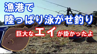 漁港で陸っぱり泳がせ釣りをしたら、巨大なエイが掛かったよ 漁港で陸っぱり泳がせ釣りをしたら、巨大なエイが掛かったよ