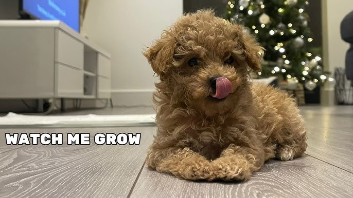 Toy Poodle  Adorable, Graceful, And Loyal - WAF