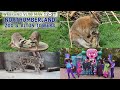 Northumberland Zoo, Alton Towers &amp; some Eurovision | May 22-23 Weekend Vlog