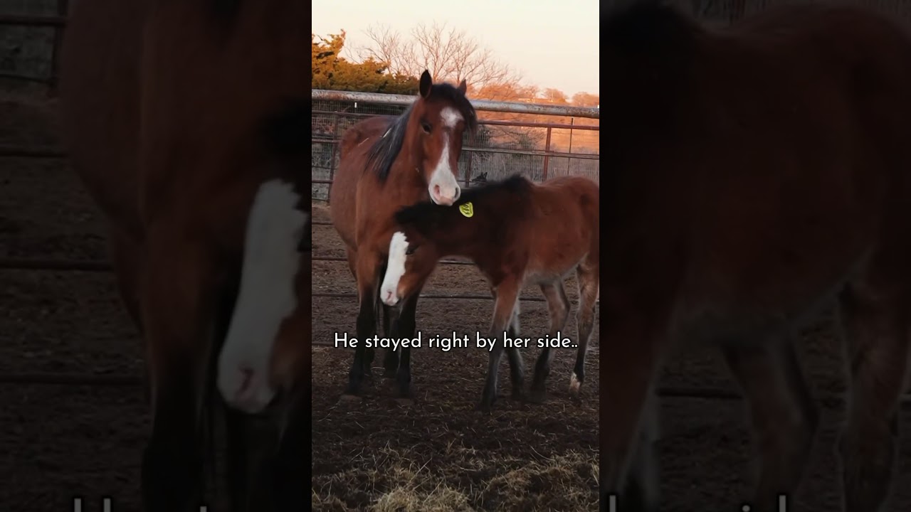 I can't believe this is him 🥹 Against all odds, baby wild horse