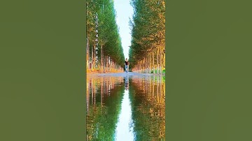 Learn how to create beautiful underwater reflecti #LikeIncentiveProgram #TmallDouble11IsTheRealDeals