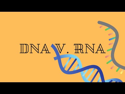 Wideo: UpSETing Chromatyny Podczas Niekodującego Wytwarzania RNA