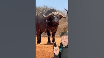 The Cape Buffalo is built different