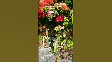 Ngũ sắc thái tàn siêu to..#shortvideos