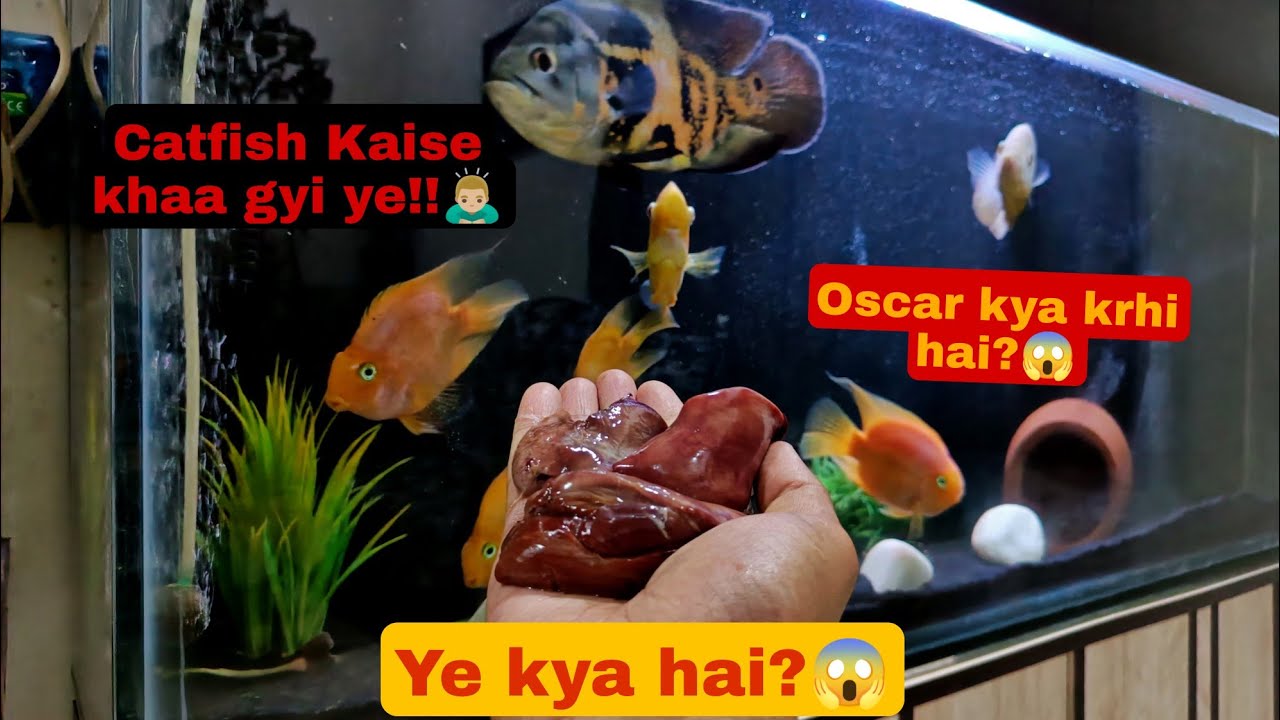 Finally Redtail Catfish ate food!!🐬🙏 ️But what happened to my Gaint