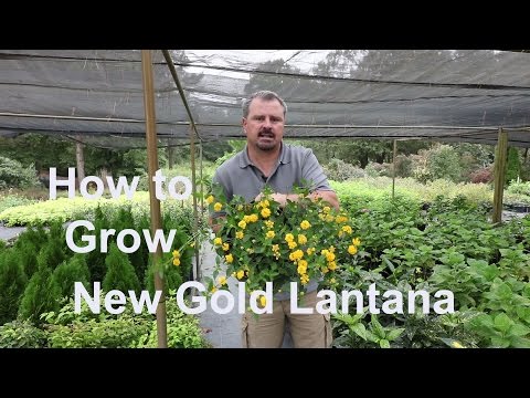 How to grow New Gold Lantana with detailed description