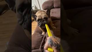 He Takes Tug Of War Too Seriously 😂