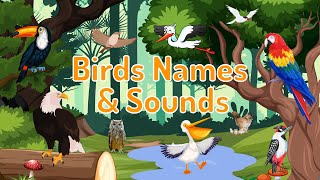 Birds Names and Sounds - Learn Bird Names with Pictures | For Kids \& Toddlers Learning | Preschool