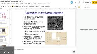 Ch 14 B Accessory Organs.pptx - Google Slides 30
