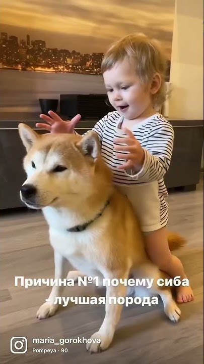 Сиба Ину 🫶🏻 - YouTube