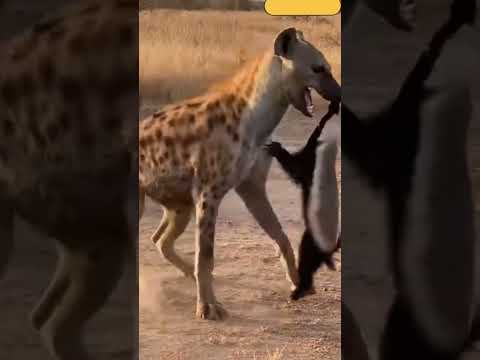 لن تصدق قوق غرير العسل في هدا مشهد