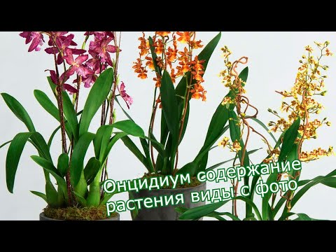 Орхидея онцидиум уход в домашних условиях фото пересадка