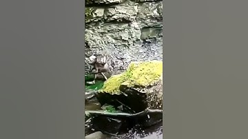 real goblin 😱 | #foryou #fun #goblin #shorts