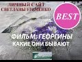 Георгины Какие они бывают