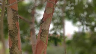 F1 12 06 2021 Around Glen Waverley Anglican Church