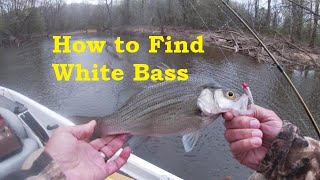 Simple Tactics for Big White Bass/How to Catch White Bass/Tips,Locations, Lures to catch white bass